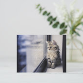 窓を見ている子ネコ ポストカード (スタンド正面)