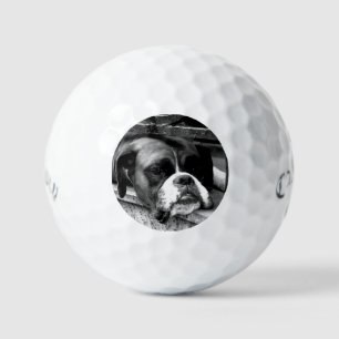 窓枠のボクサー犬Css gbcnm ゴルフボール