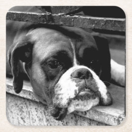 窓枠の上にボクサー犬 スクエアペーパーコースター