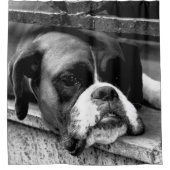 窓枠scm上ボクサー犬 シャワーカーテン (正面)