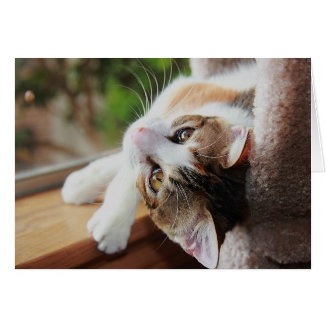 窓辺のさらさ、大切な子猫のノート (正面横)