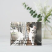 窓際に座る猫たち ポストカード (スタンド正面)