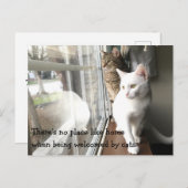 窓際に座る猫たち ポストカード (正面/裏面)