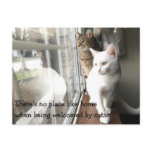 窓際に座る猫たち