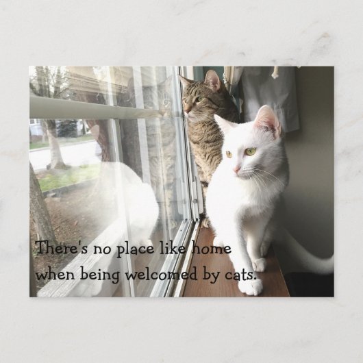 窓際に座る猫たち ポストカード (正面)
