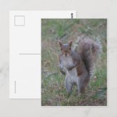 立ちリス ポストカード (正面/裏面)