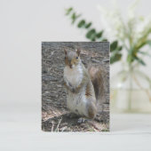 立ちリス ポストカード (スタンド正面)