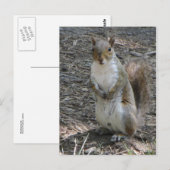 立ちリス ポストカード (正面/裏面)