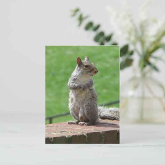 立ちリス ポストカード (スタンド正面)