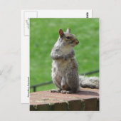 立ちリス ポストカード (正面/裏面)
