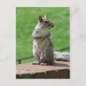 立ちリス ポストカード (正面)