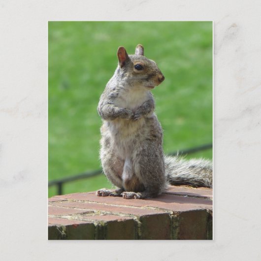 立ちリス ポストカード (正面)