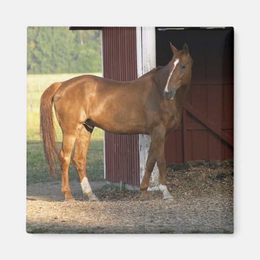 立ち栗 マグネット (正面)