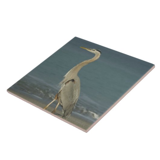 立っている素晴らしい青鷲(Ardeaのherodias) タイル (側面)