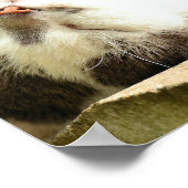 立毛子猫 ポスター (角)