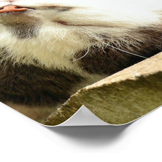 立毛子猫 ポスター (角)