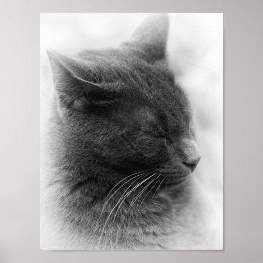 立派な灰色の威厳のある猫を見つけてください ポスター (正面)