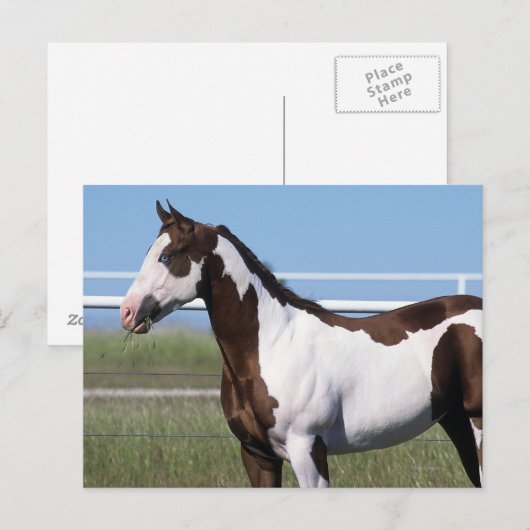 立絵を描馬 ポストカード (正面/裏面)