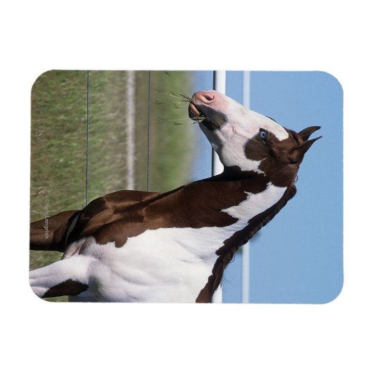 立絵を描馬 マグネット (横)