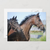 競馬フィニッシュライン ポストカード (正面/裏面)