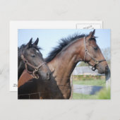 競馬フィニッシュライン ポストカード (正面/裏面)