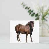 競馬馬に乗る馬 ポストカード (スタンド正面)