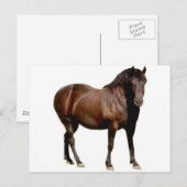 競馬馬に乗る馬 ポストカード (正面/裏面)