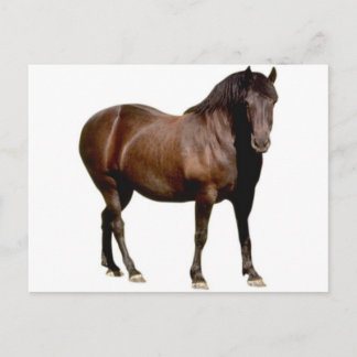 競馬馬に乗る馬 ポストカード