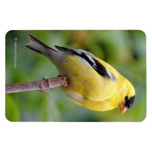 竹の上のアメリカ人のオスの金魚 マグネット (横)