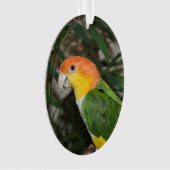 竹の木の付いた白い腹の付いたカイケの鸚鵡 オーナメント (正面)
