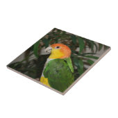 竹の木の付いた白い腹の付いたカイケの鸚鵡 タイル (側面)