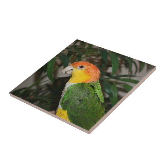 竹の木の付いた白い腹の付いたカイケの鸚鵡 タイル (側面)