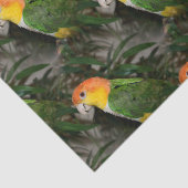 竹の木の付いた白い腹の付いたカイケの鸚鵡 薄葉紙 (詳細)