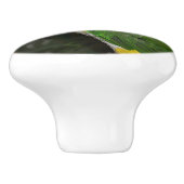 竹の木の白いベリーズ・カイケ・オウム セラミックノブ (側面)