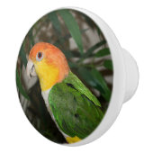 竹の木の白いベリーズ・カイケ・オウム セラミックノブ (右)