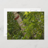 竹はがきトンボ ポストカード (正面/裏面)