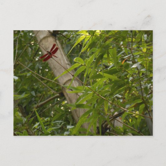 竹はがきトンボ ポストカード (正面)