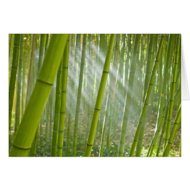 竹を通しての朝の陽光 (正面横)