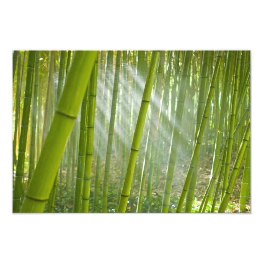 竹を通しての朝の陽光 フォトプリント            (正面)