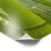 竹を通してろ過する朝日 フォトプリント            (角)