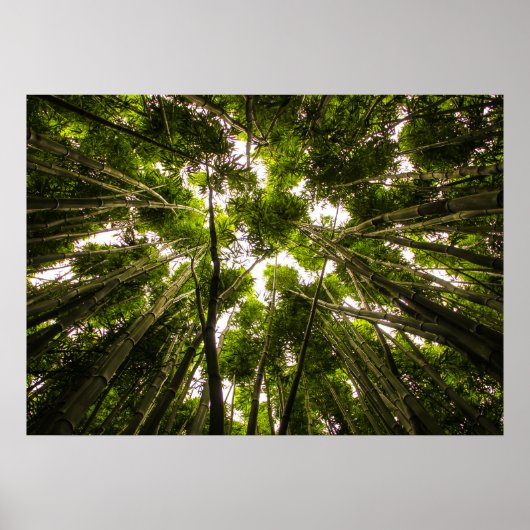 竹失ったの中で ポスター (正面)