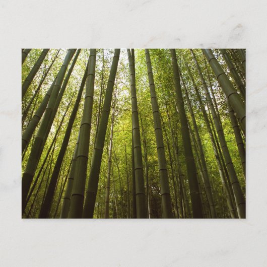 竹林：京都嵯峨野 ポストカード (正面)
