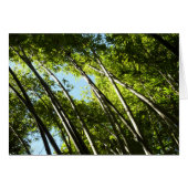 竹植物学自然 (正面横)