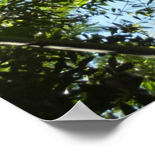 竹植物学自然 ポスター (角)