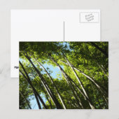 竹植物学自然 ポストカード (正面/裏面)