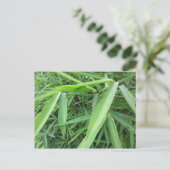 竹草 ポストカード (スタンド正面)
