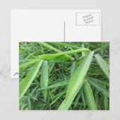 竹草 ポストカード (正面/裏面)