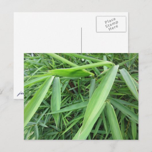 竹草 ポストカード (正面/裏面)