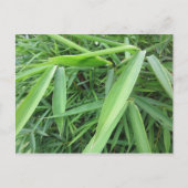 竹草 ポストカード (正面)