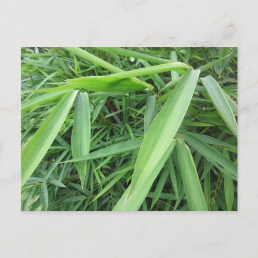 竹草 ポストカード (正面)